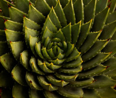 cropped-10-Spiral-Succulent.jpg